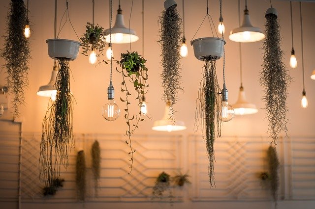 Hanging plants in trendy office in Brookfield